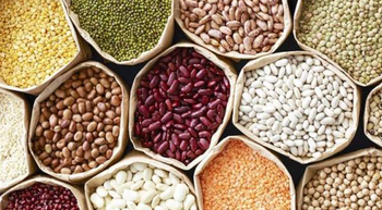 High Quality Pulses / Lentils / Beans - NUTZEST FOODS PRIVATE LIMITED - India